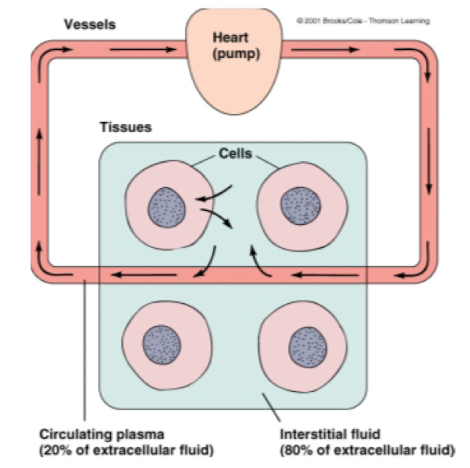 <ul><li><p>exchange of materials btwn the blood and the interstitial space</p></li><li><p>Occurs by diffusion and bulk flow</p><ul><li><p>interstitial fluid (plasma membrane) takes on the same composition as the arterial blood</p></li></ul></li></ul><p></p>