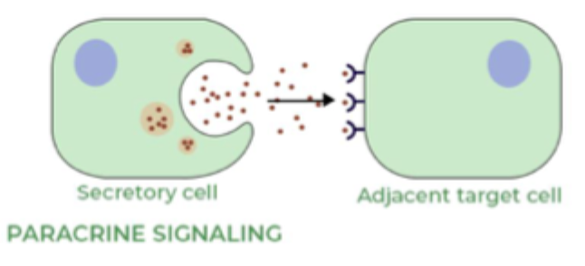 <ul><li><p>Sekretionsprodukt påvirker de omkringliggende celler.</p></li><li><p>Sekretionsproduktet frigives ud i bindevævet.</p></li><li><p>Når sit target gennem diffusion.</p></li><li><p><strong>Eksempel:</strong></p><ul><li><p>Mave-tarm-systemet, føde i tarmen secernerer hormoner, så der dannes mere mavesyre.</p></li></ul></li></ul><p></p>