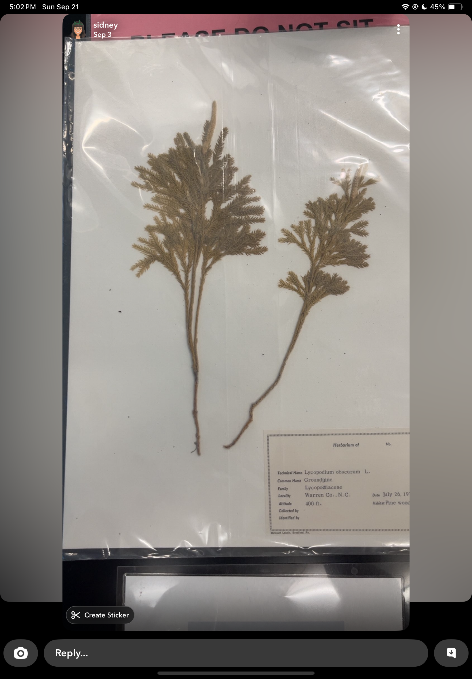 <p>Lycopodium</p>