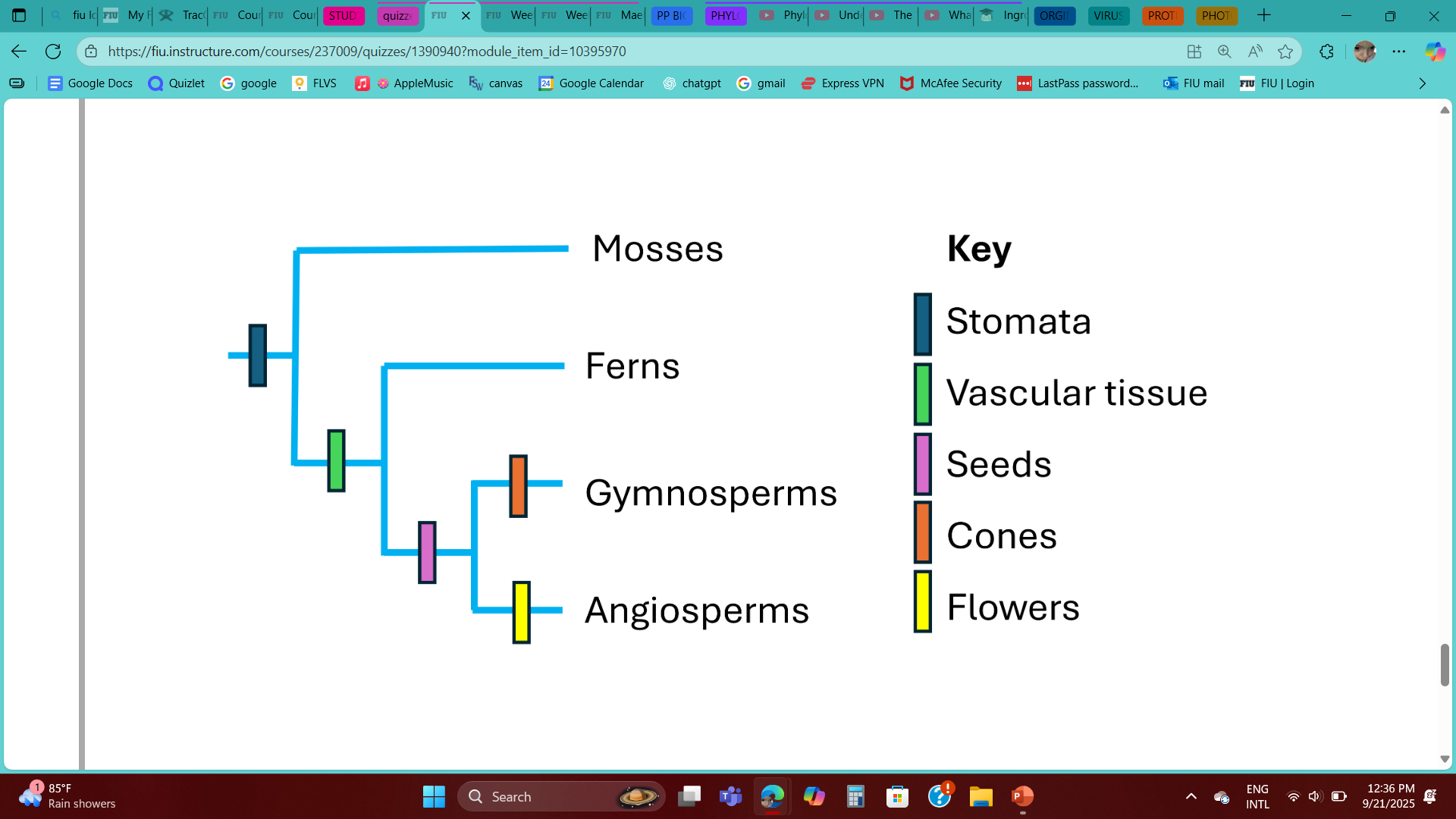 <p>Based on the plant cladogram below, the trait of vascular tissue is ___ for angiosperms and ___ for ferns. </p><p>Ancestral; Ancestral </p><p>Ancestral; Derived </p><p>Derived; Ancestral </p><p>Derived; Derived  </p>