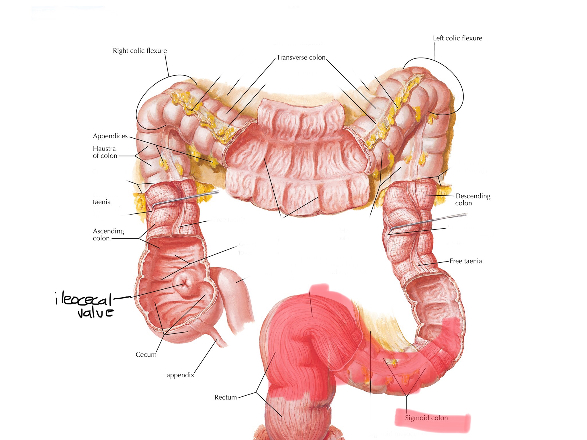 knowt flashcard image