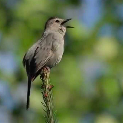 <p>Gray Catbird</p>