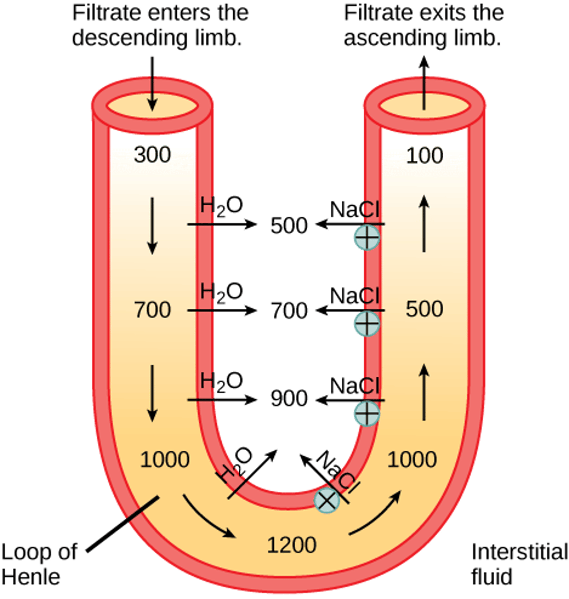 <p>Na+ pumped out of ascending limb, creating high [Na+] in interstitial fluid</p><p>This then allows the H2O in descending limb to flow into interstitial fluid via osmosis, further strengthening the salt gradient</p>