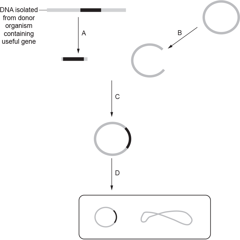<p>restriction, enzyme / endonuclease </p><p>same </p><p>complementary </p>
