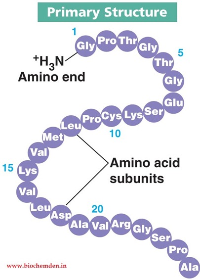 <p>Primary structure of protein</p>