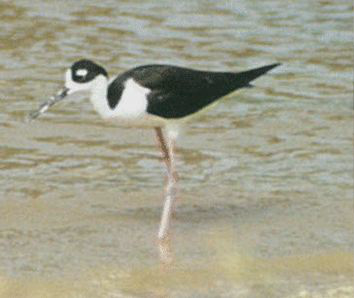<p>Identify the species shown:&nbsp;</p>