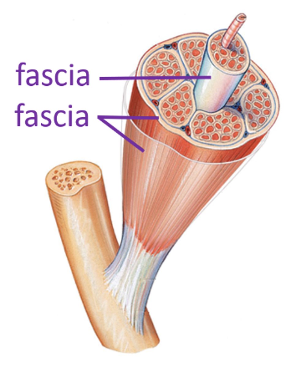 <p>a band or sheet of fibrous connective tissue that bundles together muscle cells/fibers</p>
