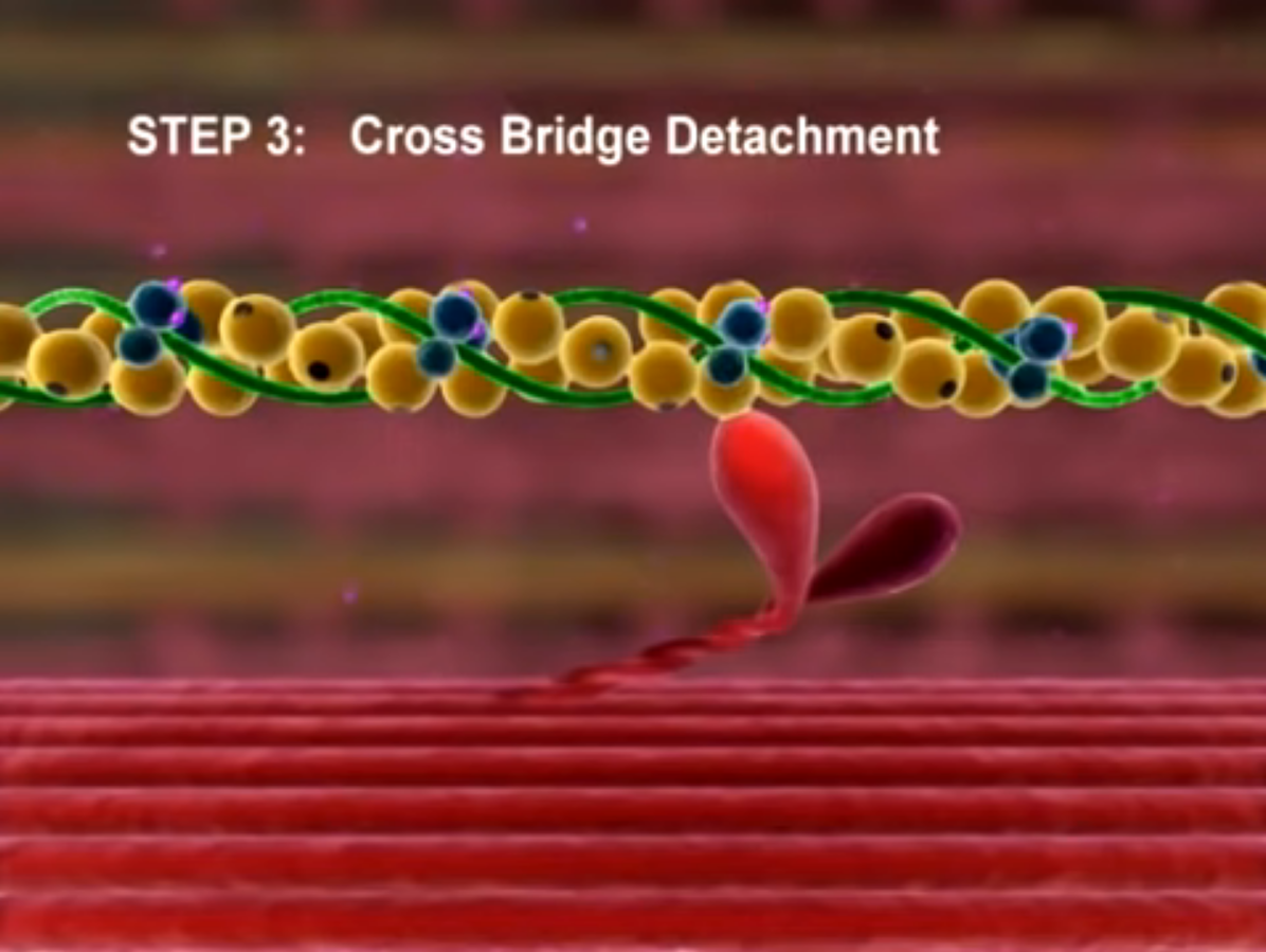 <p><strong>Cross Bridge Cycle (4 Main Steps):</strong> </p><ol><li><p><strong>Cross Bridge Formation</strong></p><ul><li><p>Activated myosin head binds to actin.</p></li><li><p>Inorganic phosphate (Pi) is released, strengthening the bond</p></li></ul></li><li><p><strong>Power Stroke</strong></p><ul><li><p>ADP is released</p></li><li><p>Myosin head pivots, pulling the actin filament toward the sarcomere centre</p></li></ul></li><li><p><strong>Cross Bridge Detachment</strong></p><ul><li><p>A new ATP binds to the myosin head</p></li><li><p>This causes the myosin head to detach from actin</p></li></ul></li><li><p><strong>Reactivation of Myosin Head</strong></p><ul><li><p>ATP is hydrolysed again to ADP + Pi</p></li><li><p>Energy from hydrolysis re-cocks the myosin head</p></li></ul></li></ol><p></p>