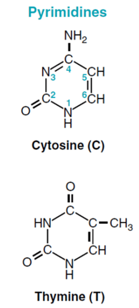 <p>single carbon-nitrogen ringe; pyrimidines</p>