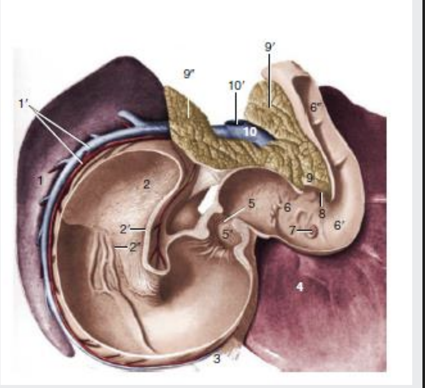 <p><strong>Horse</strong>- Bile and pancreatic ducts open at the first bend of the duodenal sigmoid flexure</p><p></p><p><strong>Dog</strong>-common bile duct enters the duodenum at the major duodenal papilla adjacent to, the pancreatic duct</p><p></p><p><strong>Cat</strong>-common bile duct and the pancreatic duct conjoin just before they enter into the major duodenal papilla</p>