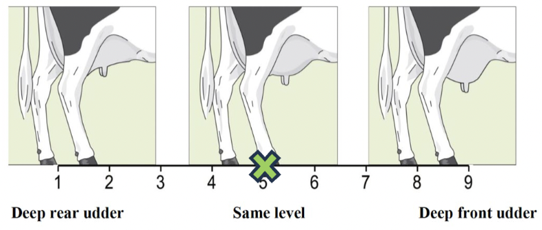 <p>Udder balance</p>