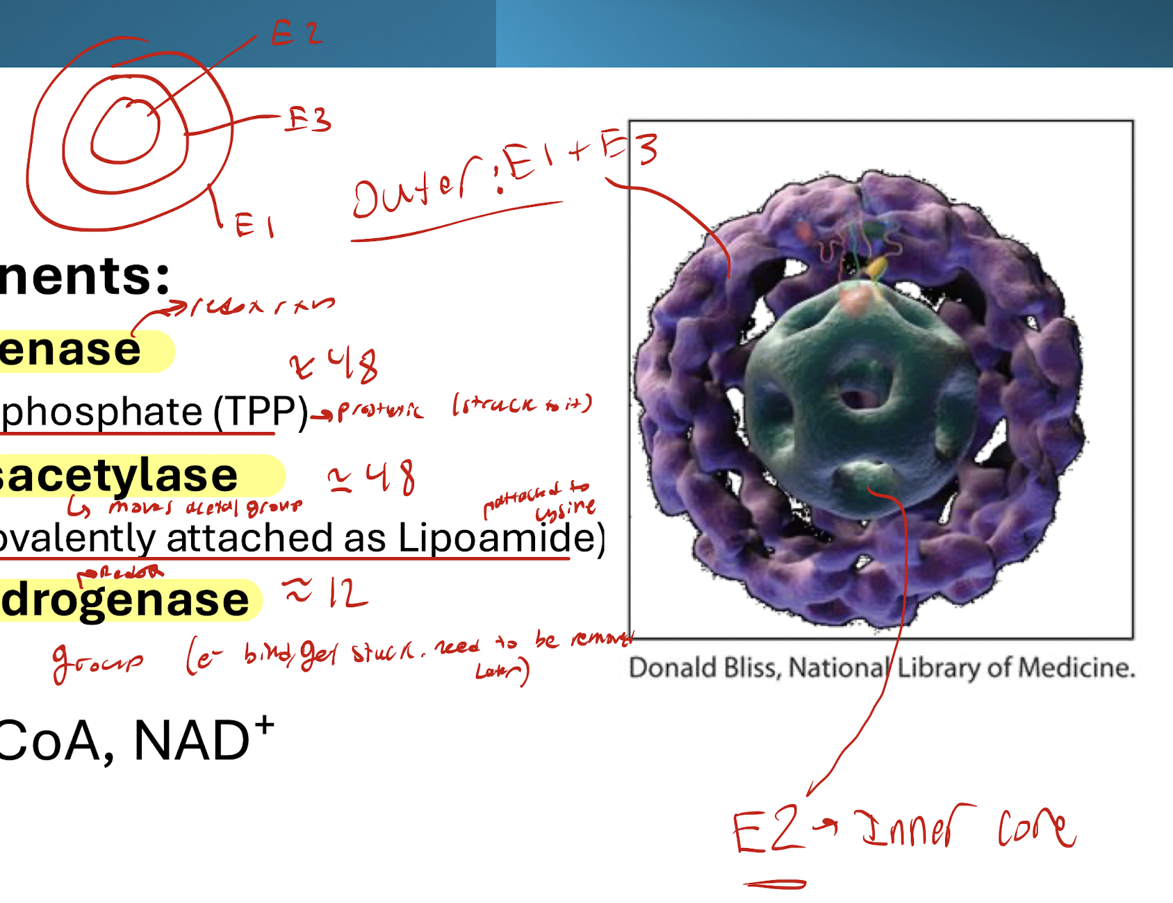 <p>Outermost: E1</p><p>Middle Outer: E3</p><p>Inner: E2</p><p></p><p>Outer is E1 and E3</p><p>Inner is E2</p>