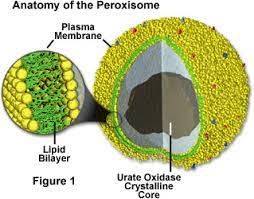 <p>An organelle containing enzymes that transfer hydrogen atoms from various substrates to oxygen, producing then degrading hydrogen peroxide. </p>