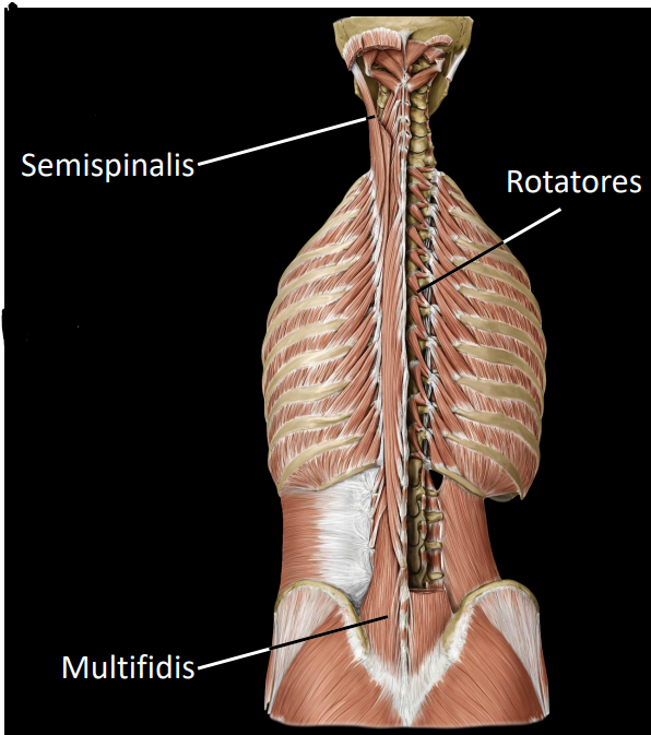 <p><strong><u>semispinalis:</u></strong></p><ul><li><p>spans 4-6 vertebrae segments</p></li><li><p>maintaining posterior</p></li><li><p>extension/lateral flexion of the head &amp; neck</p></li></ul><p><strong><u>Multifidis:</u></strong></p><ul><li><p>spans 3-4 vertebrae segments</p></li><li><p>important core stabilisator of thoracolumbar vertebrae</p></li><li><p>allows erector spinae to act on VC as one unit</p></li></ul><p><strong><u>Rotatores:</u></strong></p><ul><li><p>spans 1-2 vertebrae segments</p></li><li><p>dynamic stabiliser of rotation movement</p></li></ul><p></p>