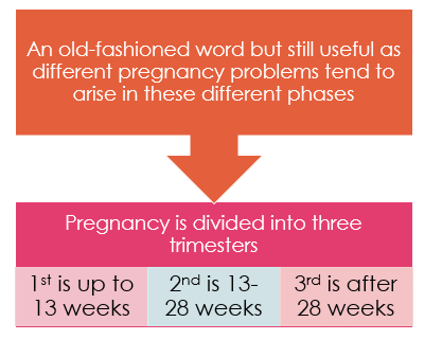 <p>13-28 weeks</p>