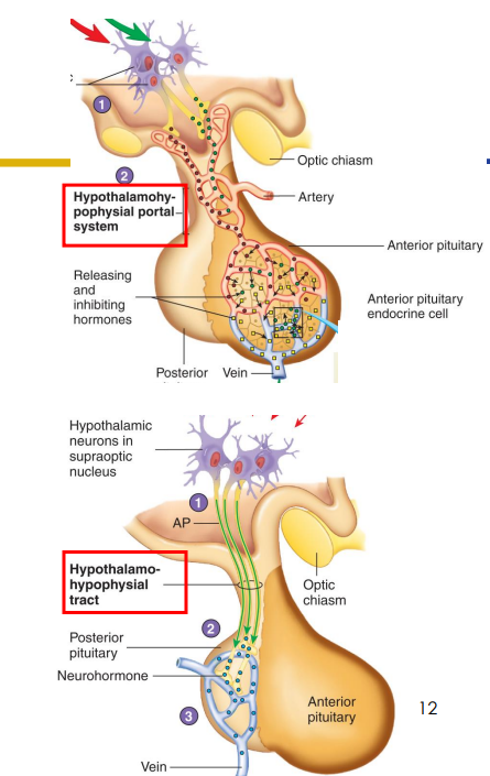 <p>Pituitary Gland and Infundibulum</p>