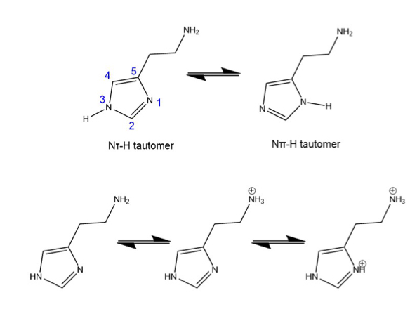 <p>Exists in two tautomeric forms (Nt - protonated at N3. And </p><p>Npi - protonated at N1)</p><p>Under physiological conditions,  the Nt tautomer (monocation) is the predominant form</p><p>Tautomerization allows histamine to selectively target different H-receptors</p>
