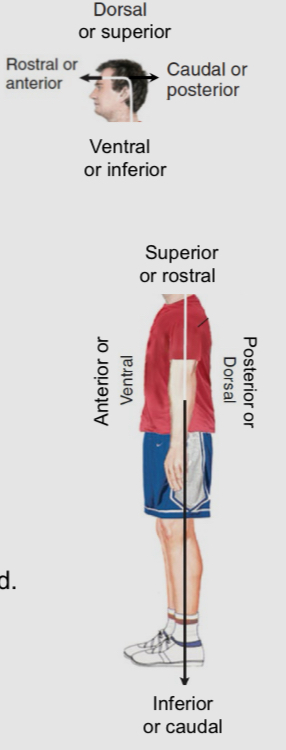 <ul><li><p>Neuraxis: imaginary line that runs along the length of the CNS</p></li><li><p>Anterior: in front of</p></li><li><p>Posterior:behind </p></li><li><p>Superior: above </p></li><li><p>Inferior: below</p></li><li><p>Rosral: towards the beak </p></li><li><p>Caudal: towards the tail </p></li><li><p>Dorsal: towards the back </p></li><li><p>Ventral: towards the belly </p></li><li><p>Lateral: away from the midline </p></li><li><p>Medial: toward the midline </p></li></ul><p></p>