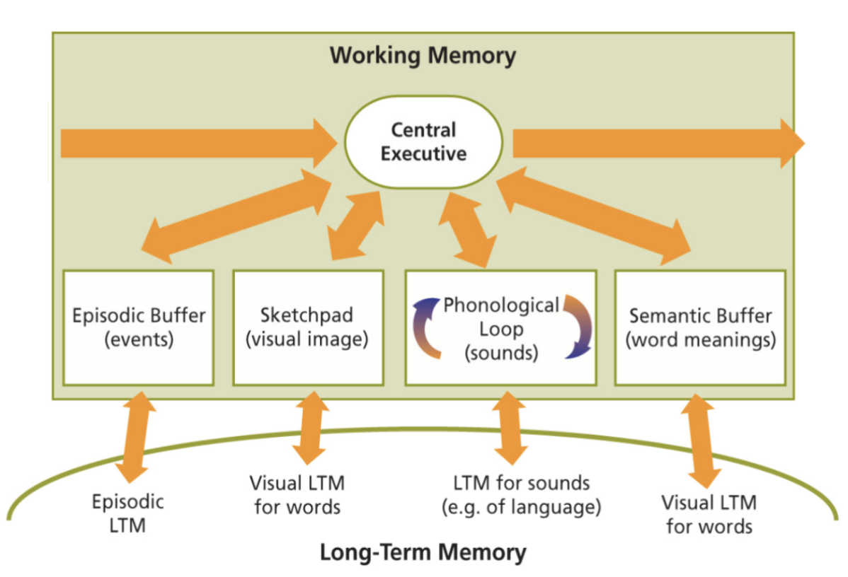 <p>preserves recently perceived events/experiences for less than a minute (without rehearsal)</p><ul><li><p>the capacity of working memory can be 7土2 items and stored for ~20 seconds</p></li></ul><p></p>