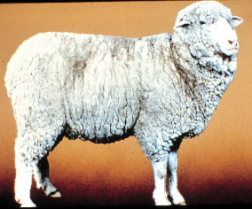 <p>Targhee</p>