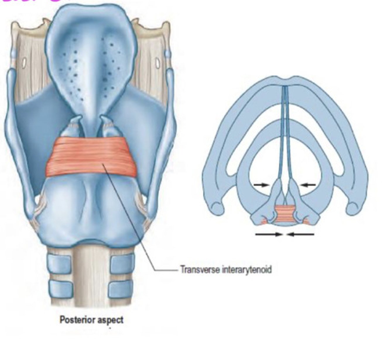 <p>Back surface and side of one arytenoid cartilage</p>