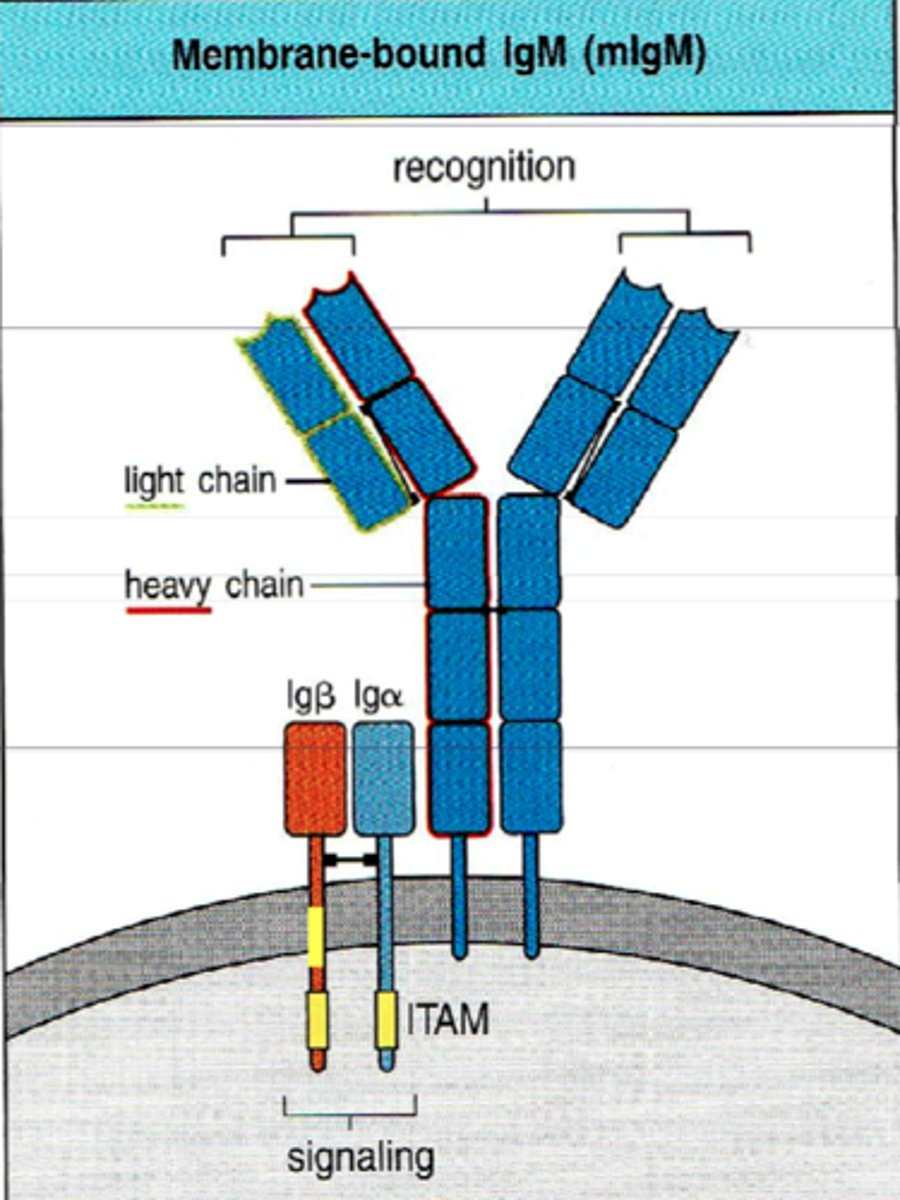 <p>An <strong>ITAM</strong> (Immunoreceptor Tyrosine-based Activation Motif) is a sequence of amino acids found in the cytoplasmic tails of certain immune cell receptors. When these receptors bind to their ligands, ITAMs get phosphorylated, triggering a signaling cascade that leads to cell activation. ITAMs are crucial in the activation of immune cells like T cells, B cells, and natural killer (NK) cells.</p>