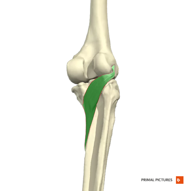 <p>Flexes leg at the knee </p><p>Medially rotates tibia to unlock the extended knee</p>