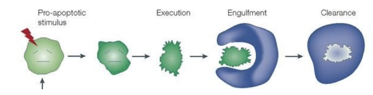 <ol><li><p>Cell execution</p></li><li><p>Engulfment</p></li><li><p>Clearance</p><ul><li><p>Dr. Horvitz studied cell execution in <em>C. elegans</em></p></li></ul><ul><li><p>Apoptosis is an active, stepwise process</p></li></ul></li></ol><p></p>