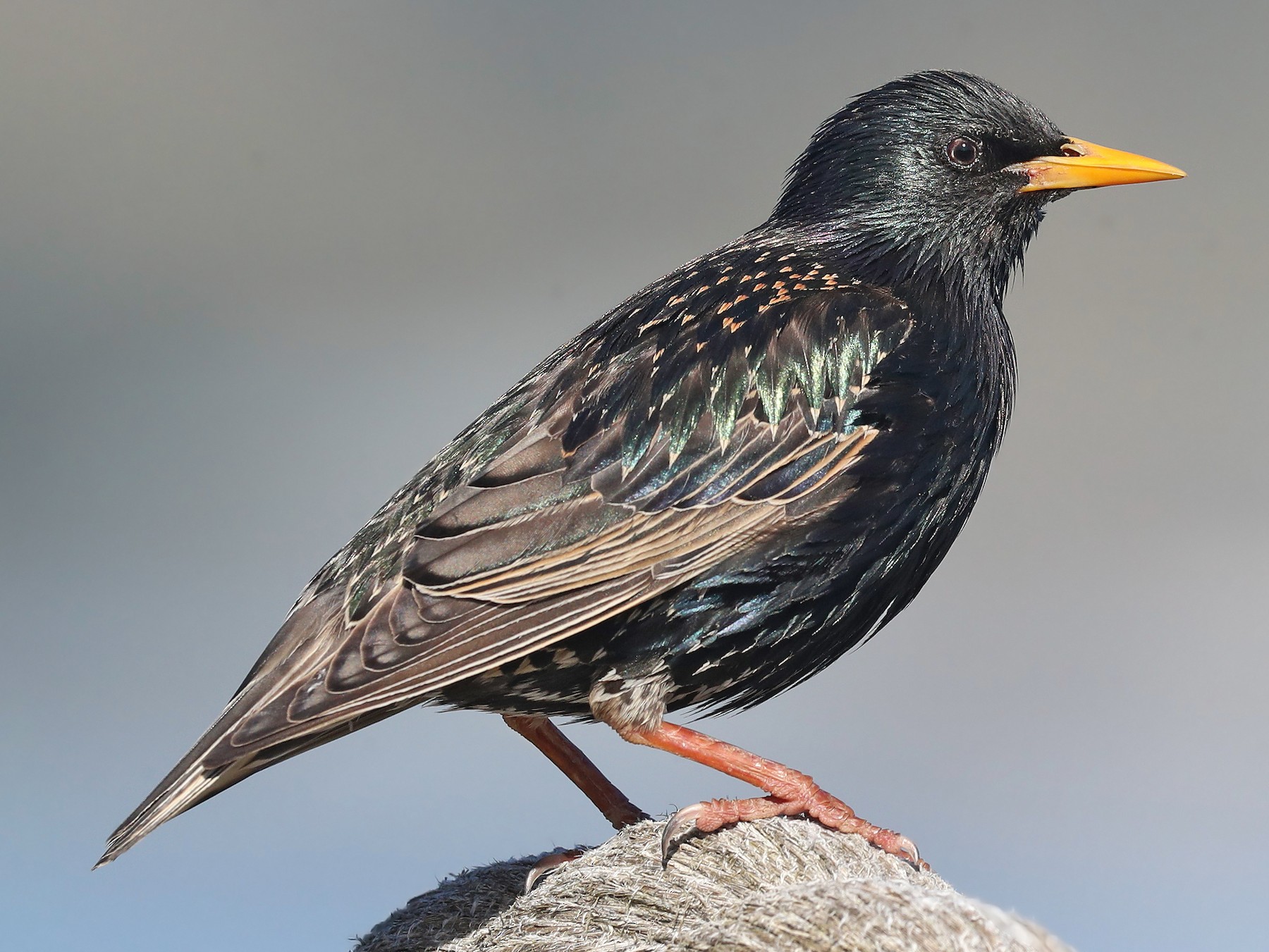 Common Starling