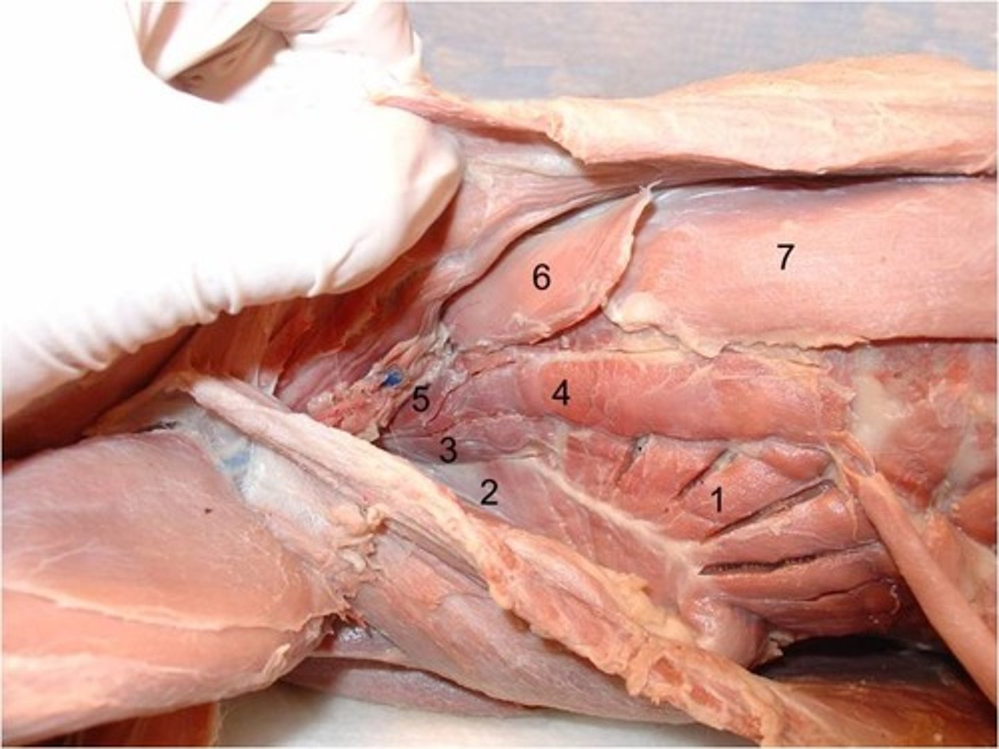 <p>what is indicated by number 6?</p>