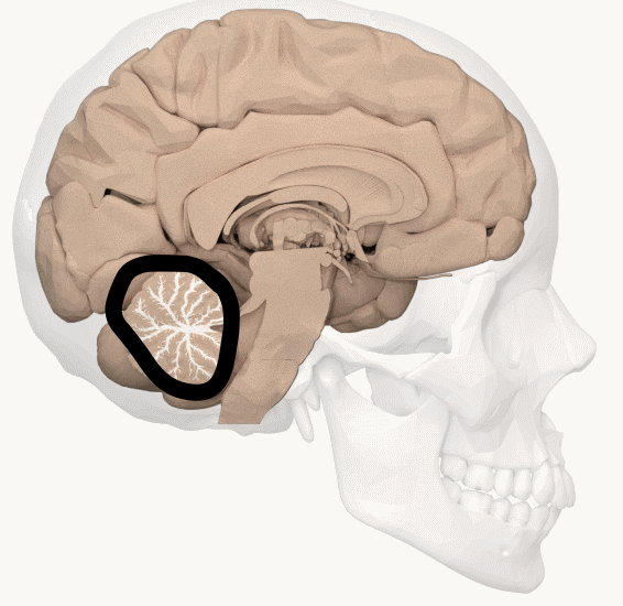<p>hint: branches within the cerebellum</p>