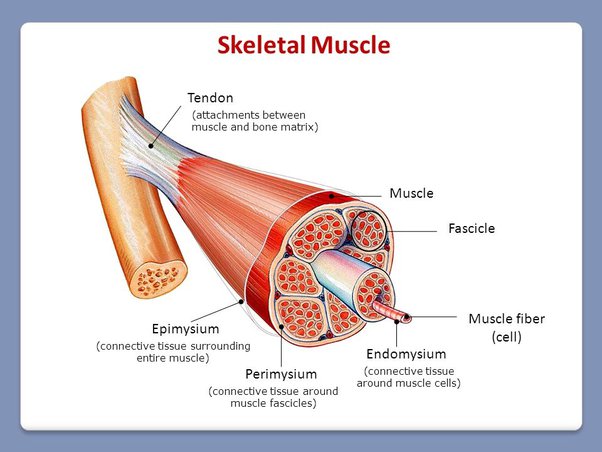 <p>Thin connective tissue surrounding<strong> individual muscle fibers (cells);</strong></p><p>Deepest layer in skeletal muscle</p>