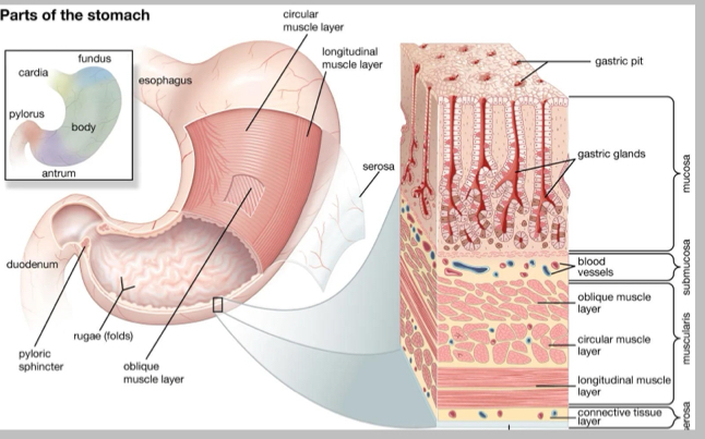 <p>What do surface mucous cells do?</p>