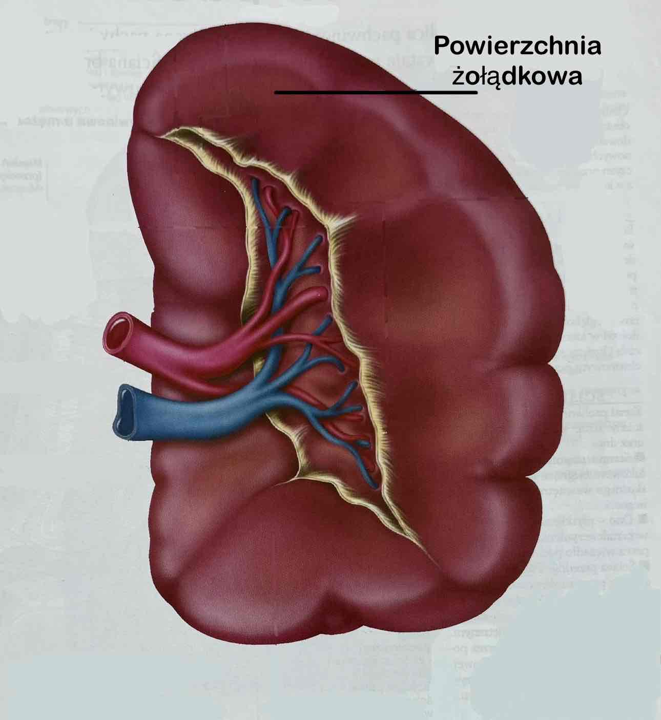 <p>Powierzchnia żołądkowa (z opisem)</p>