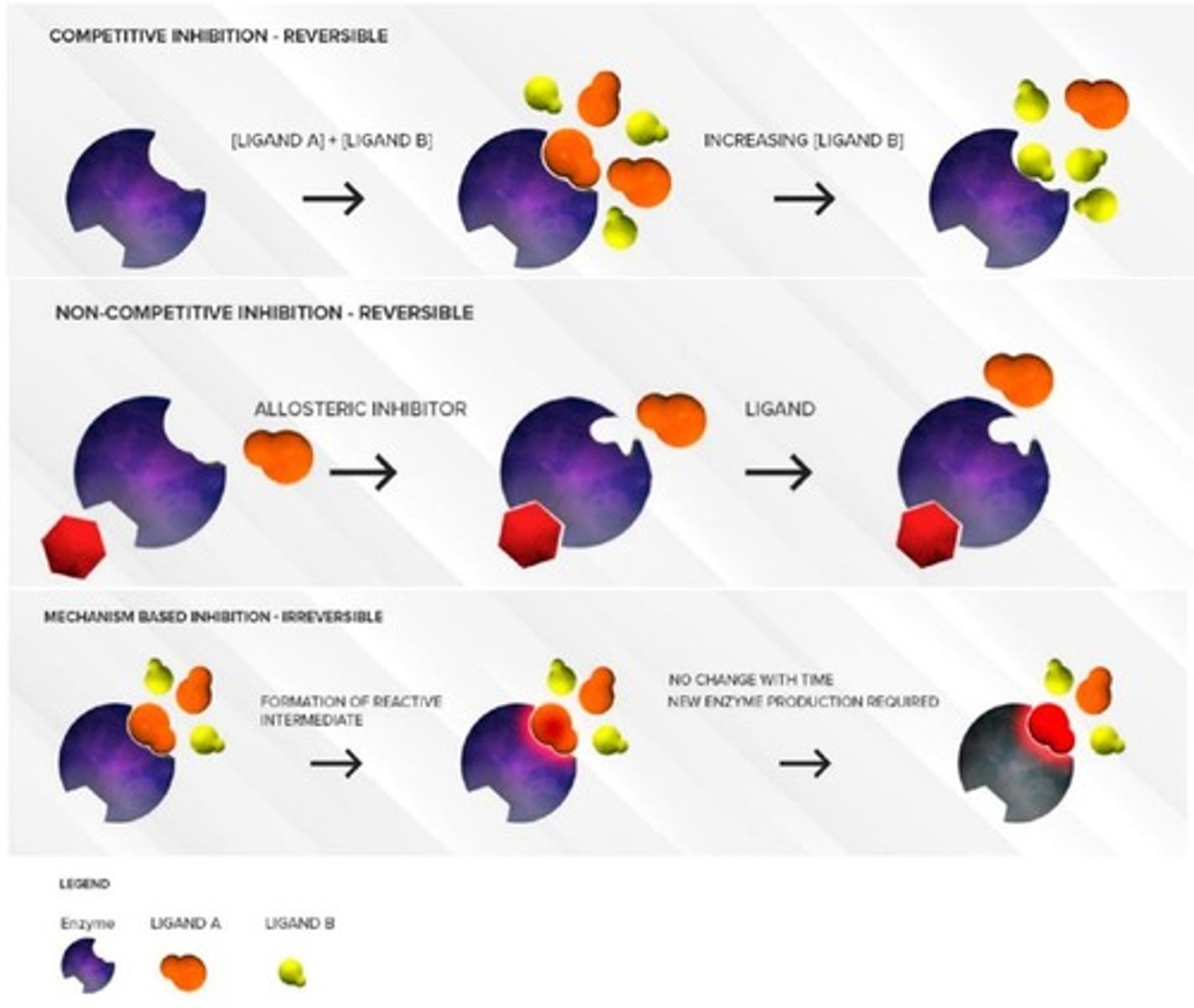 <p>Penicillin binds irreversibly to the transpeptidase enzyme, weakening the bacterial cell wall and causing bacterial cell death.</p>