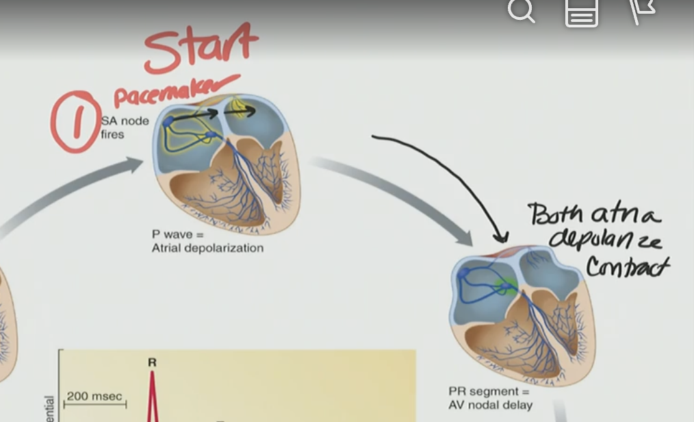 <p>C. To allow the atria to fully contract and fill the ventricles</p>