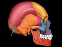 <p>a saucer-shaped membrane bone that forms the back of the skull</p>