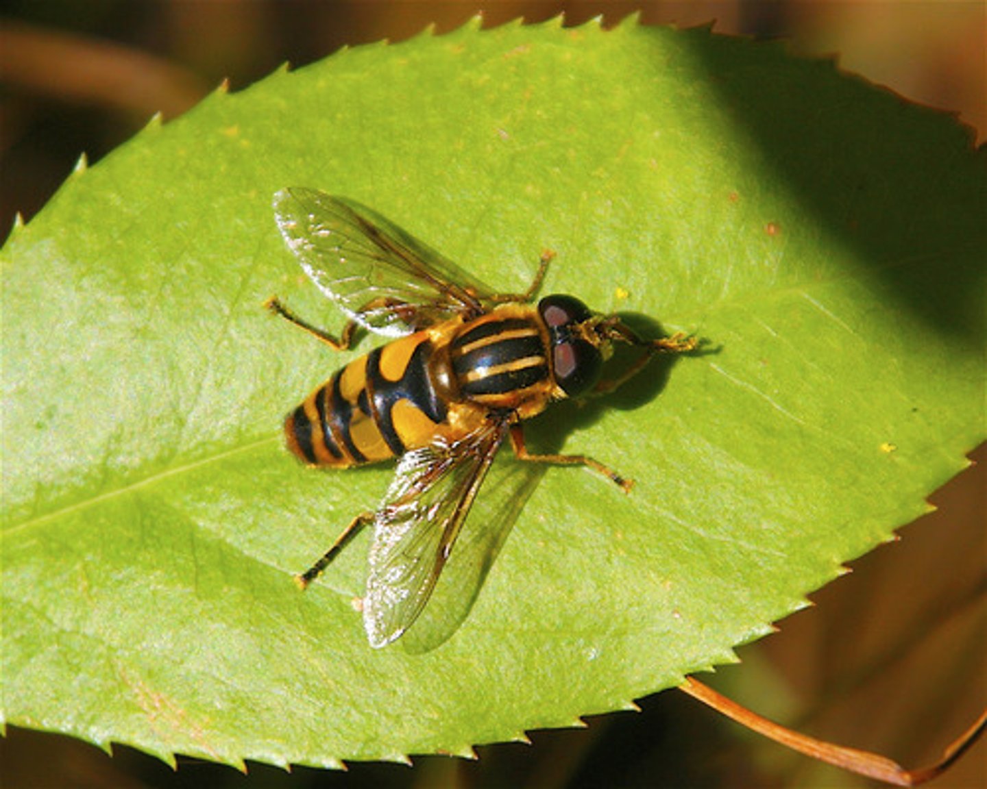 <p>Fly family</p>