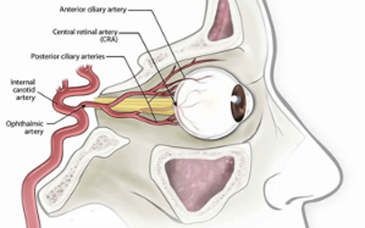 <p>Most commonly caused by emboli from the ipsilateral internal carotid artery</p>