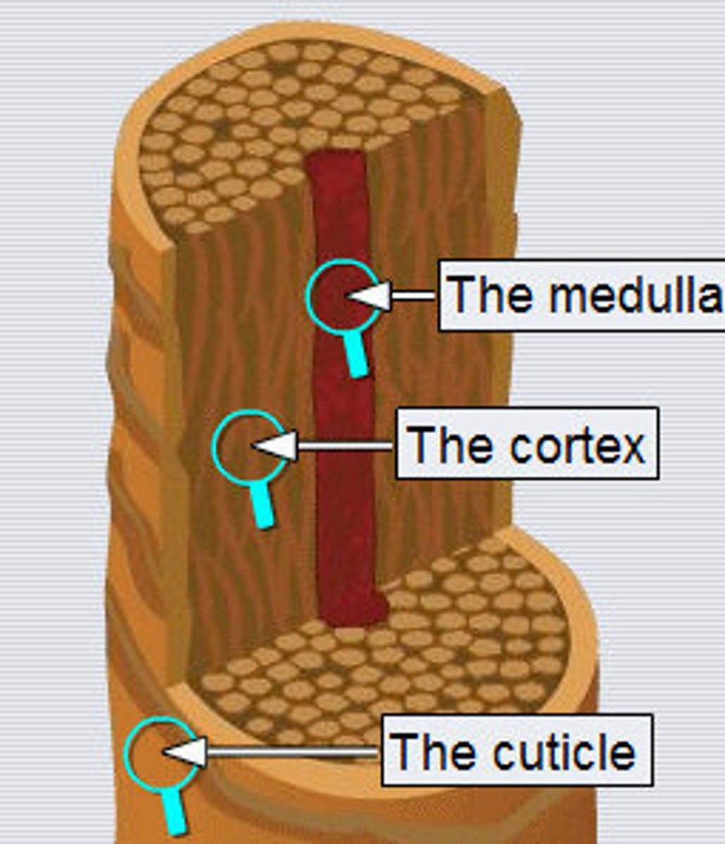 <p>Middle, thickest portion of a hair shaft</p>