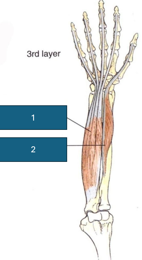 <p>Identify 1</p>