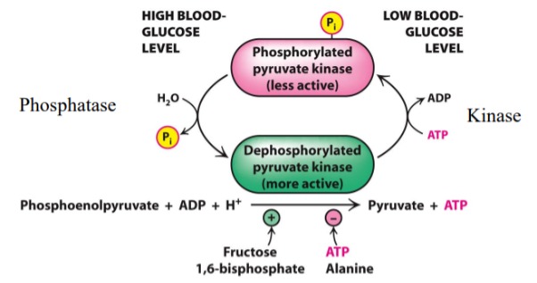 <ul><li><p>Several isozymes involved</p><ul><li><p>L form in liver</p></li><li><p>M form in muscle and brain</p></li></ul></li><li><p>L form</p><ul><li><p>Allosteric inhibition by ATP and Alanine</p></li><li><p>Inhibition by reversible phosphorylation</p></li></ul></li></ul>