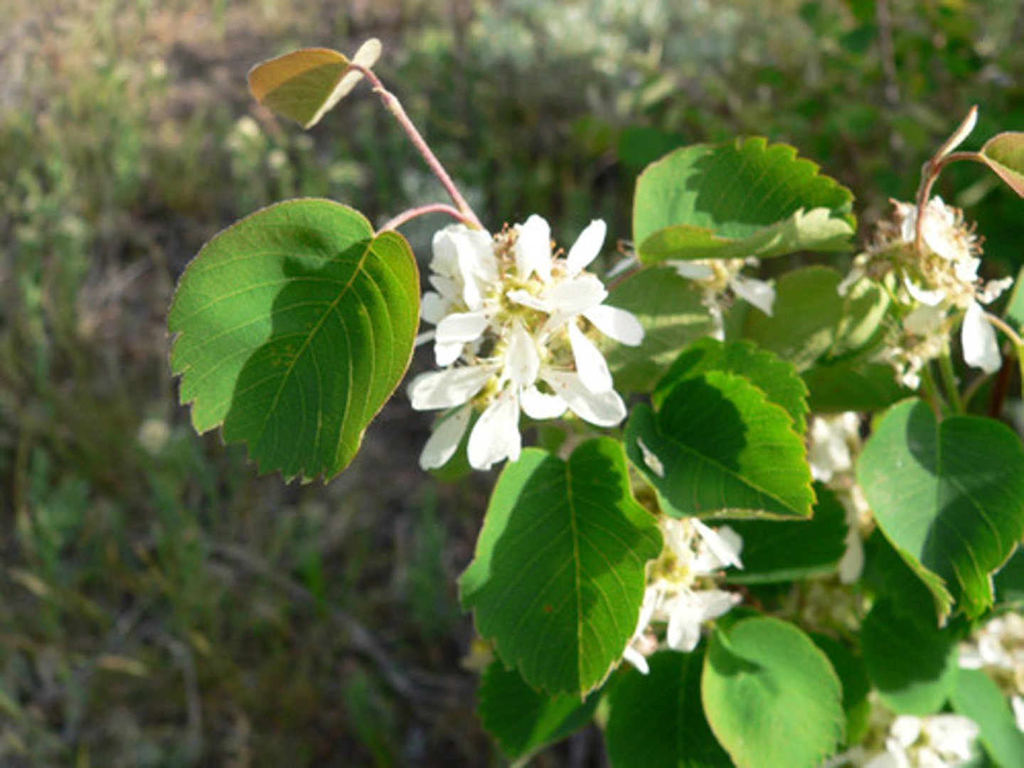 <p>-Leaves simple, alternate</p><p>-Upper half with serrations </p><p>-Base of leaf rounded with no serrations </p><p>-Sweet blue berries</p><p>-bart simpson</p>