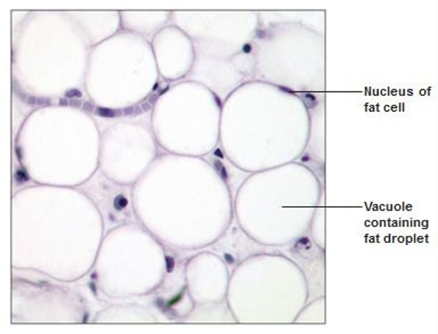 <p>matrix as in areolar, but very sparse; closely packed adipocytes, or fat cells, have nucleus pushed to the side by large fat droplet</p>