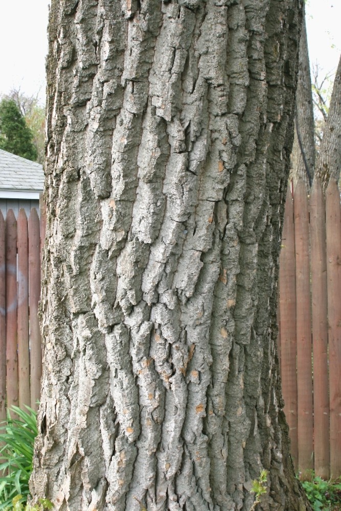 <p>thick dry mud like bark, big triangle shaped leaves, thick twigs, alternate, shade intolerant</p>