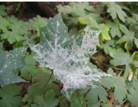 <p>rząd: Erysiphales - mączniaki prawdziwe</p>