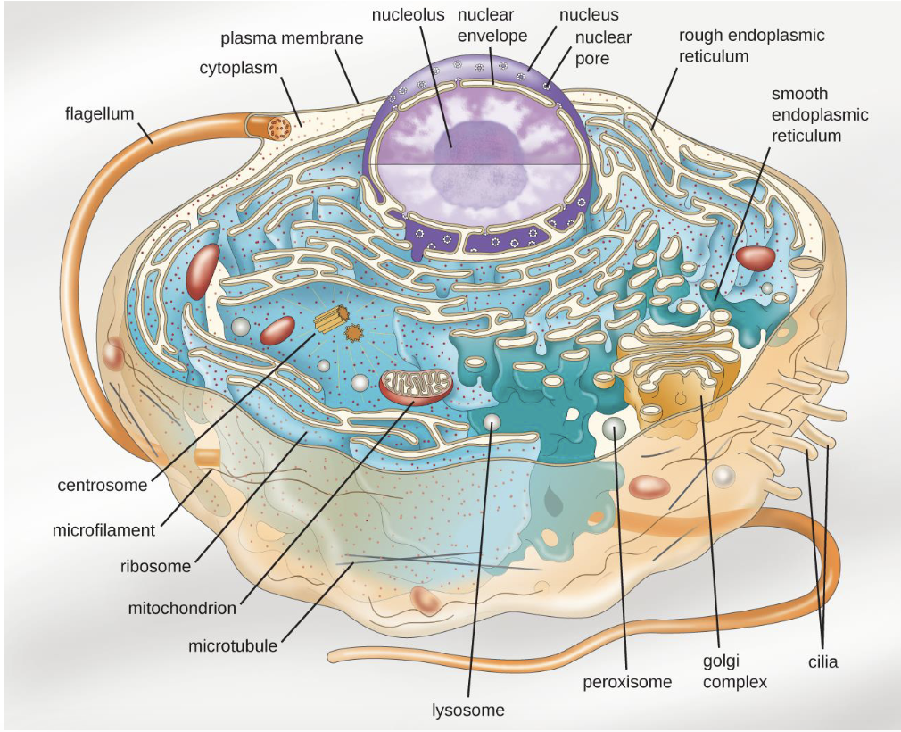 <p>What type of cell is this?</p>