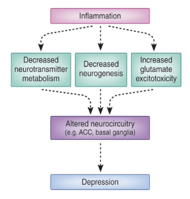 <p>Cytokiner påverkar bland annat främre gyrus cinguli. Det minskar neurogenes, minskar metabolism av neurotransmittion och ökar glutamat-excitotoxicity. </p><p>→ Förändrade nervbanor i ACC och basala ganglier → depression.  </p>