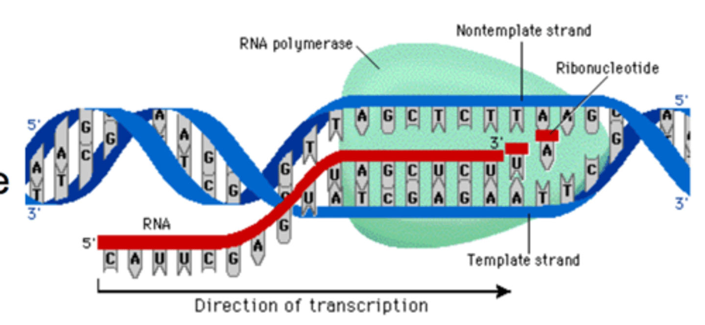 <p>A process in which mRNA pairs with tRNA at ribosomes where amino acids that are carried by tRNA are joined together with peptide bonds</p>