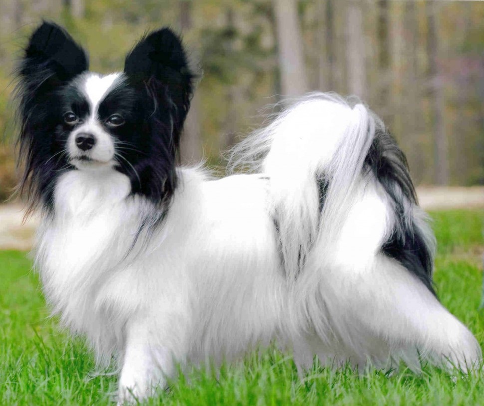 <p>papillon (butterfly)</p>